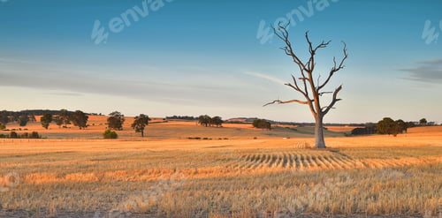 Preview: Dead tree in harvested wheat field at sunset with golden light