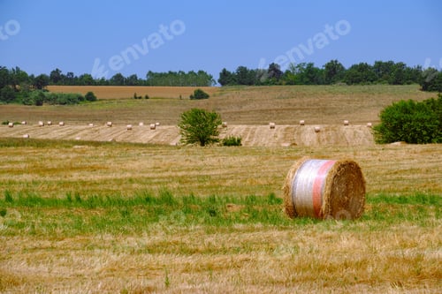 Preview: Rural landscape in Monferrato near Oviglio and Bergamasco, Alessandria province, Italy