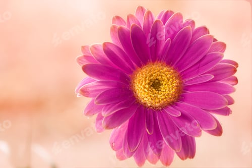 Preview: Beautiful gerbera flower. Gerbera is native to tropical regions of South America, Africa and Asia.