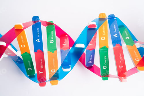 Preview: DNA or Deoxyribonucleic acid is a double helix chains structure formed by base pairs