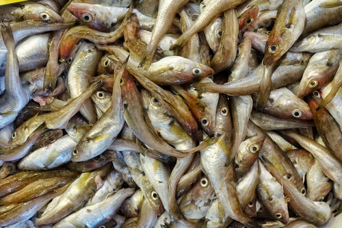 Preview: Fish Food in a Fish Market Stand