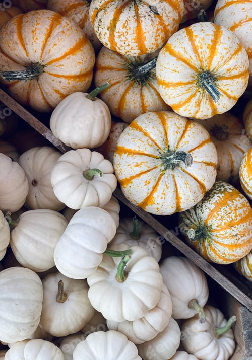 Preview: Pumpkin