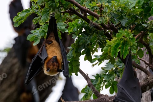 Preview: Indian flying-foxes or Pteropus medius hanging in a tree