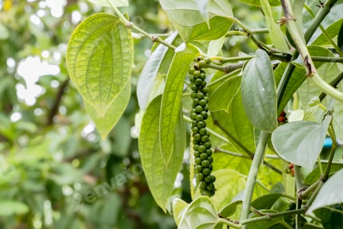 Preview: Fresh pepper plant, raw pepper on green leaf background