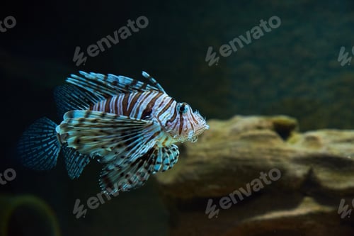 Preview: Sea fish in the deep, sea life