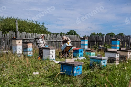 Preview: Beekeeper in protection suit inspecting his row of beehives at apiary with bees swarming around him