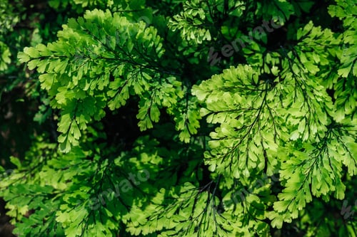 Vista previa: floral texture with green leaves on plant