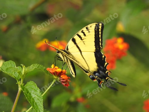 Preview: Big yellow butterfly in the garden