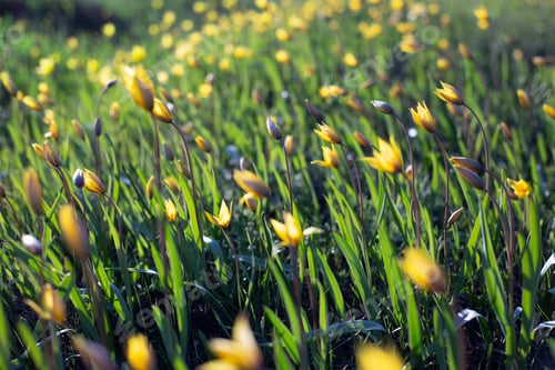 Preview: yellow tulips in the meadow