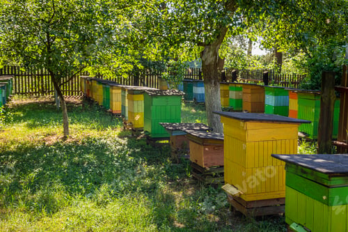Preview: Colorful beehives in the summer garden, Europe