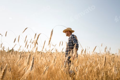 Preview: Man wearing a checkered shirt and a hat standing in a cornfield, a farmer.