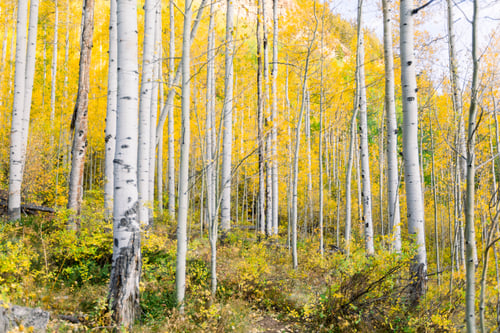 Preview: Forest full of aspen trees during fall