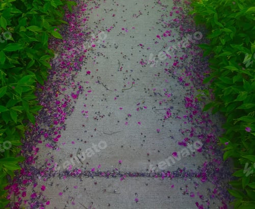 Preview: Fallen flower petals on sidewalk