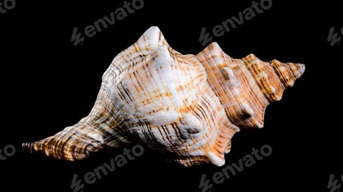 Preview: Pleuroploca trapezium or trapezium horse conch shell