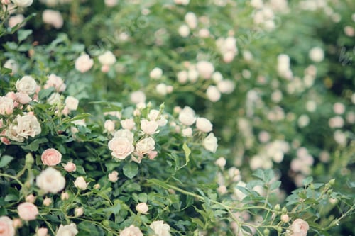Preview: Blooming white roses in the garden. Wedding background. Selective focus.