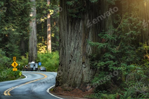 Preview: Redwood Highway 101 Northern California USA