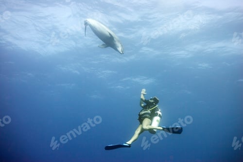 Preview: Diver swimming with bottlenose dolphin