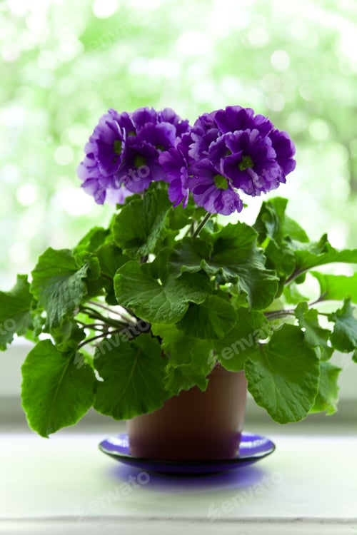 Preview: violet in brown pot