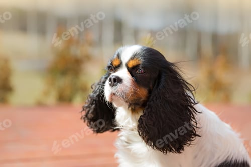 Preview: Dog portrait