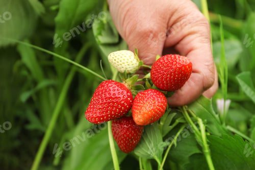 Preview: Farmer with ripening strawberries in garden