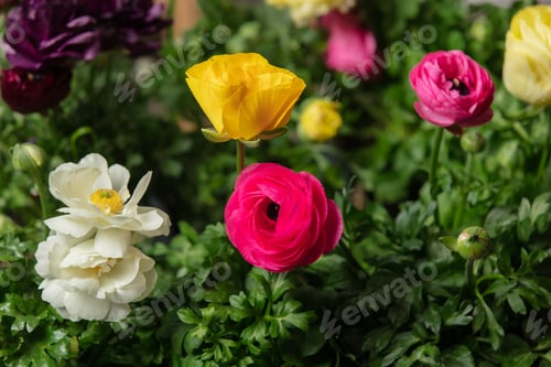 Preview: Closeup view on buttercup flower in spring