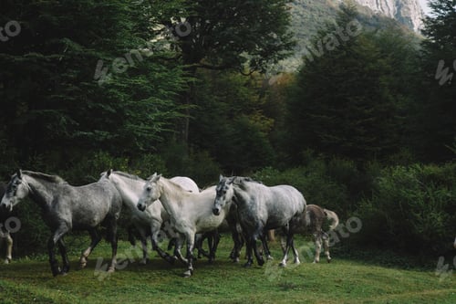 Preview: Herd of gray horses in a forest landscape