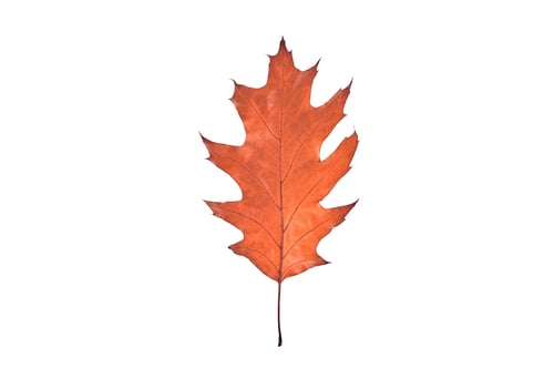 Preview: One red Quercus rubra oak leaf isolated on white background, Northern red oak tree leaf