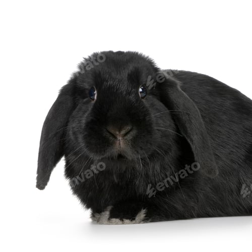 Preview: black Rabbit