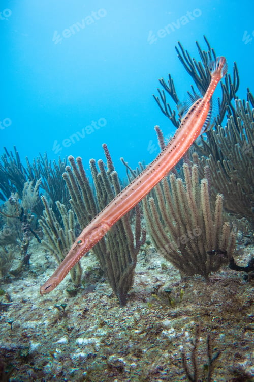Preview: Aulostomus (Trumpetfish) hiding in the corals