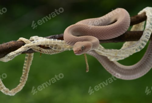 Preview: Close up of Trimeresurus purpureomaculatus, a venomous pit viper