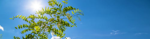 Preview: Flowering acacia tree in the garden. Selective focus.