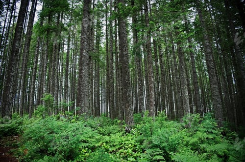 Preview: Forest with tall trees