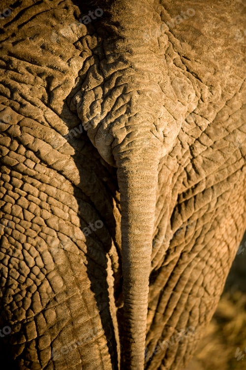 Preview: elephant's skin