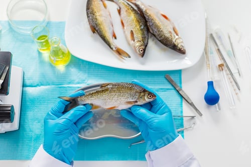 Preview: Research fish in the lab. Selective focus.