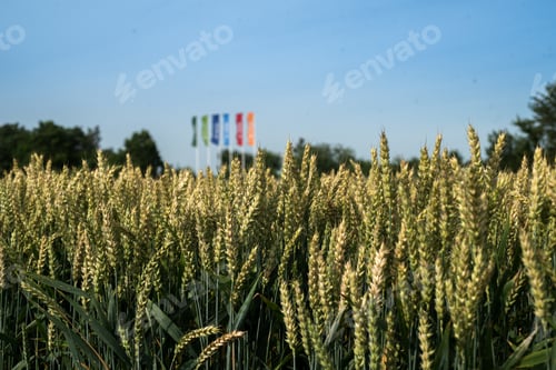 Preview: ears of wheat ripening and colorful flags in the distance