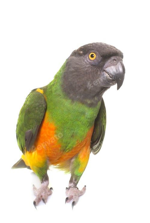 Preview: senegal parrot in studio