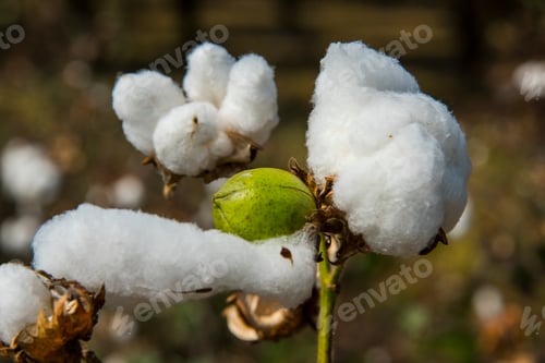Preview: Cotton field white with ripe cotton ready for harvesting, India