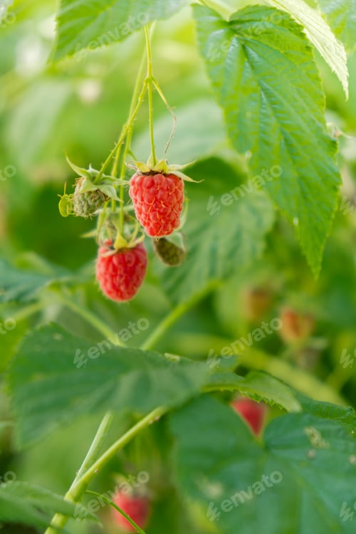 Preview: Close up of branch ripe red raspberries in garden on blurred green background. Locally grown organic