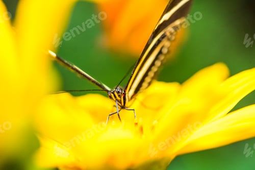 Preview: Butterfly, Arenal Volcano area, Alajuela, Costa Rica, Central America