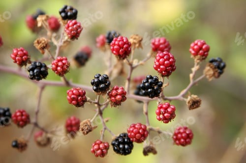 Preview: Blackberry
