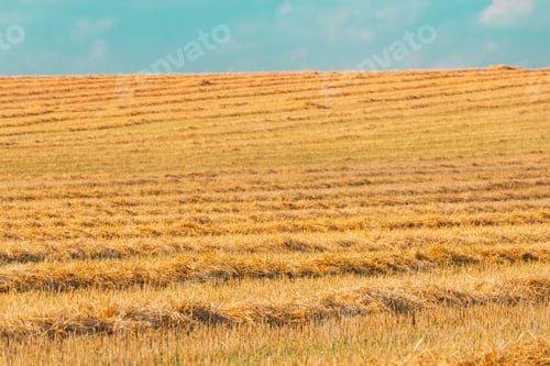 Preview: Summer Hay Field Landscape. Copy Space. Agricultural Landscape. Cut Dry Grass Turned Into Straw Has