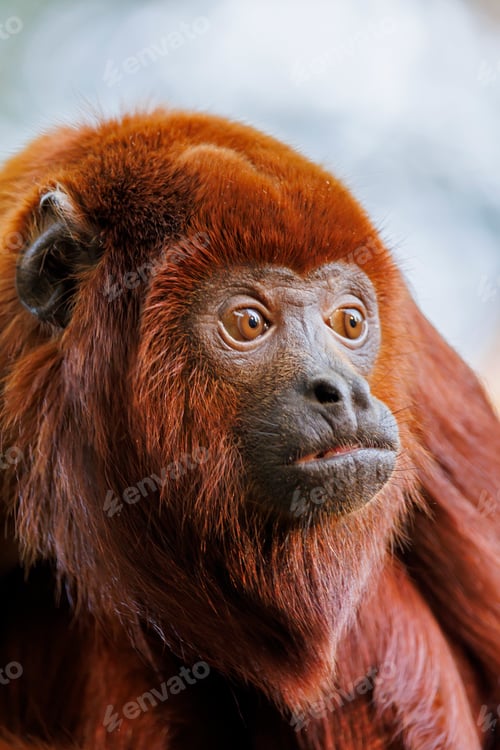Preview: The Colombian red howler or Venezuelan red howler (Alouatta seniculus)