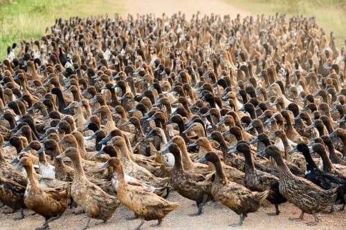 Preview: Flock of ducks walking on dirt road in plantation