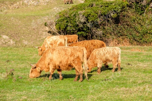 Preview: Highland cows on a field, California