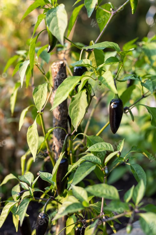 Preview: Black chili peppers growing in vegetable garden in summer.