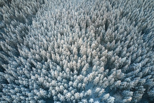 Preview: Top down aerial view of snow covered evergreen pine forest after heavy snowfall in winter