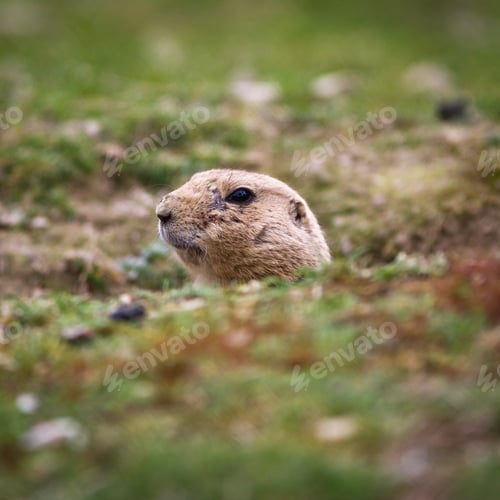 Preview: black tailed prairie dog (Cynomys ludovicianus)