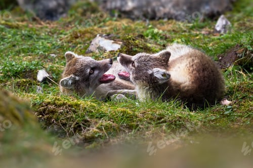 Preview: South American Foxes playing in their rocky habitat on a sunny day