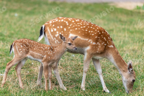 Preview: Mother roe and baby deer on the grass