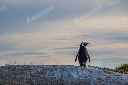 Preview: Penguin from behind at sunrise on a rock.